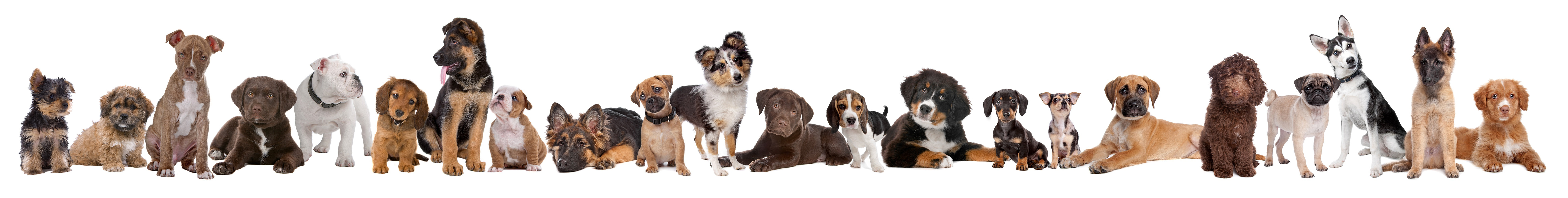 Dogs in a line