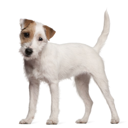 Kennel Club Parson Terrier In Not Pedigree Parson Russell Terrier