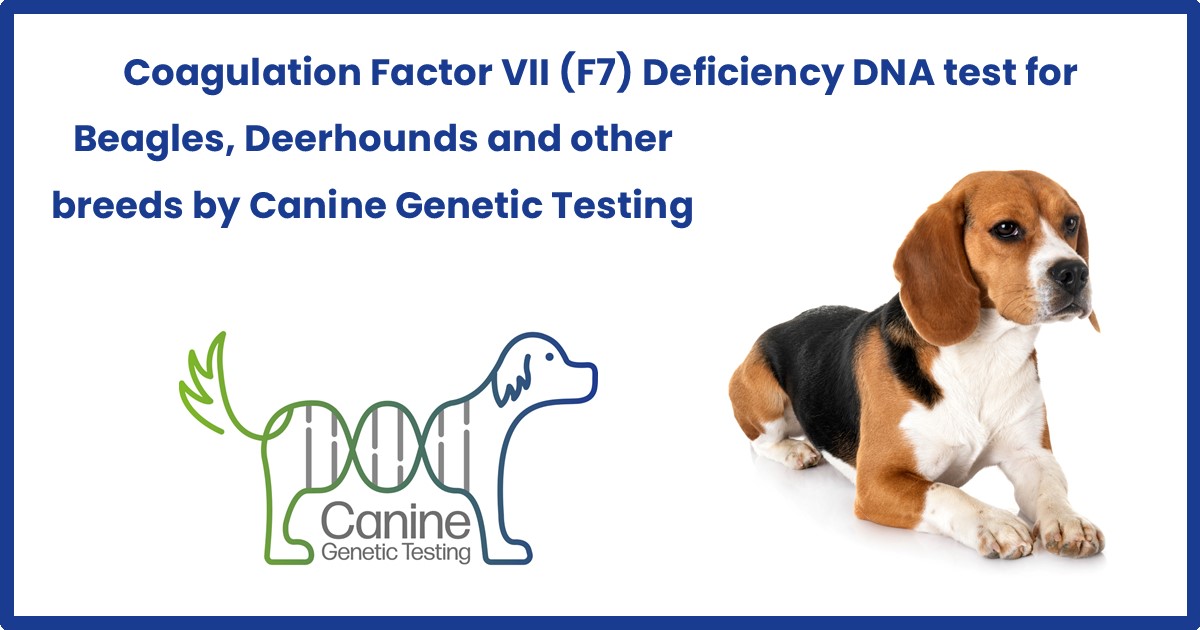 Factor 7 Deficiency Inheritance Coagulation Factor VII Deficiency | SLEM in the Border terrier