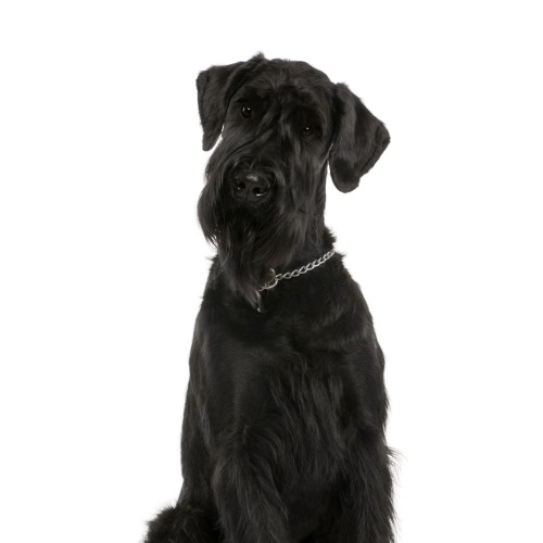 Progressive Retinal Atrophy (PRA5 type) – Canine Genetic Testing - Main Image