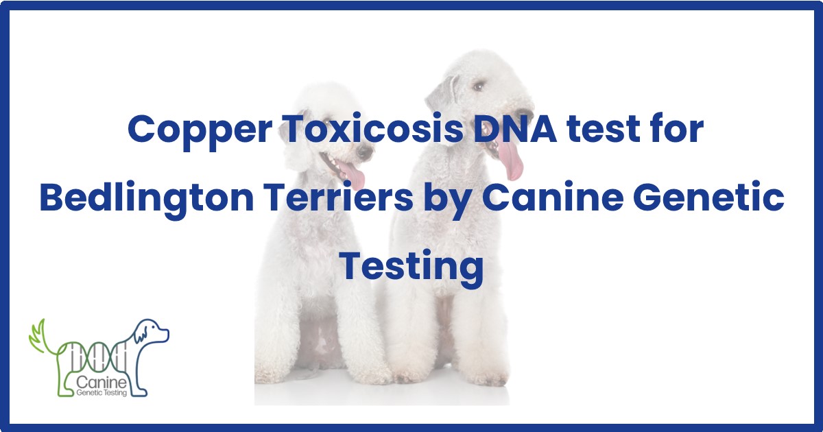 Copper Toxicosis Canine Testing