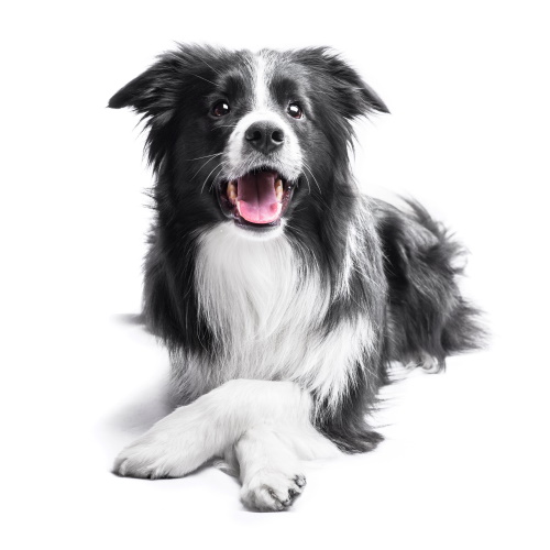 Multi-Drug Resistance – Canine Genetic Testing