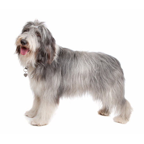 Bearded Collie Whippet Cross Border Collie Puppies For Sale Blue