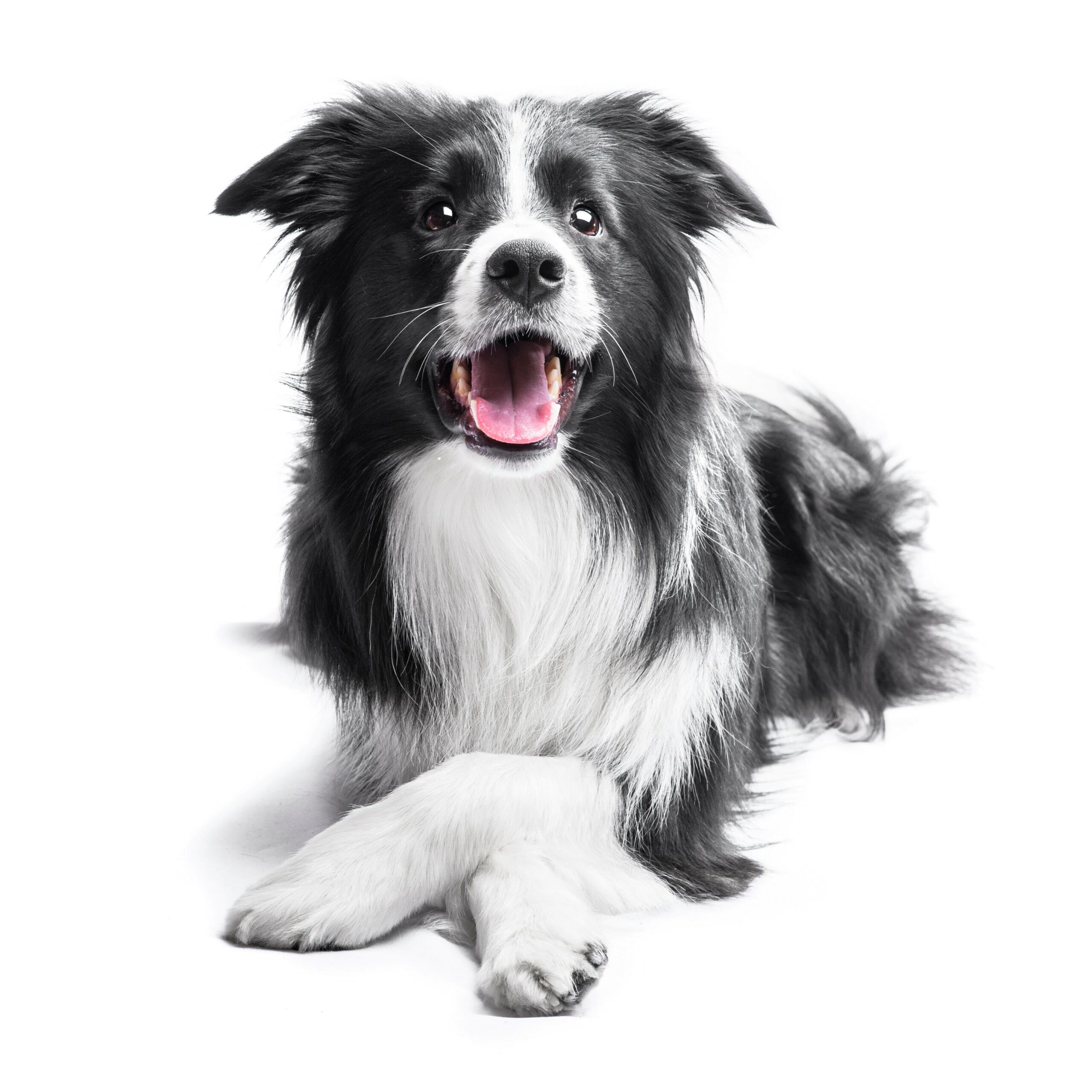 Collie Eye Anomaly Choroidal Hypoplasia Canine Genetic Testing