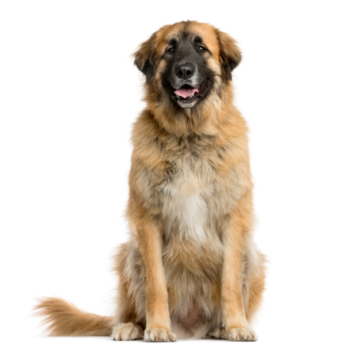 Leonberger Bundle – Canine Genetic Testing
