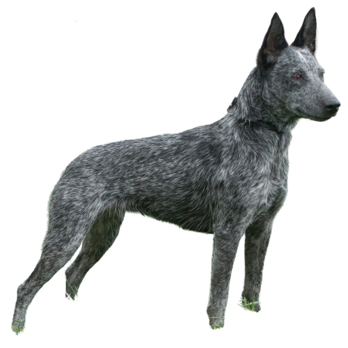Australian Stumpy Tail Cattle Dog Bundle – Canine Genetic Testing