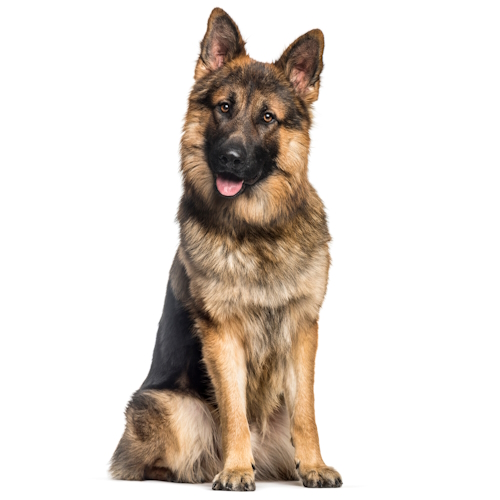 German Shepherd Bundle – Canine Genetic Testing