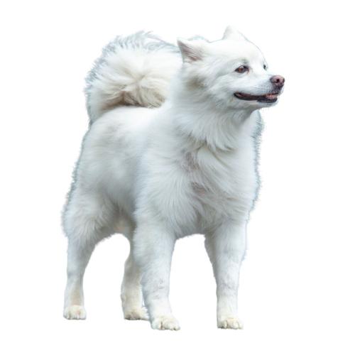 Alaskan Eskimo White Eskimo Dog American Eskimo Dog/dog Miniature