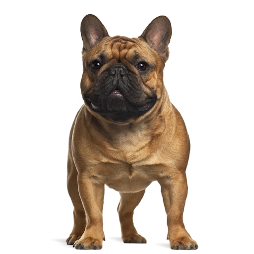 French Bulldog Bundle – Canine Genetic Testing