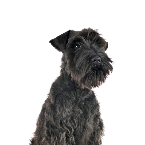 Schnauzer Protection Dog Miniature Schnauzer Guard Dog Scottish