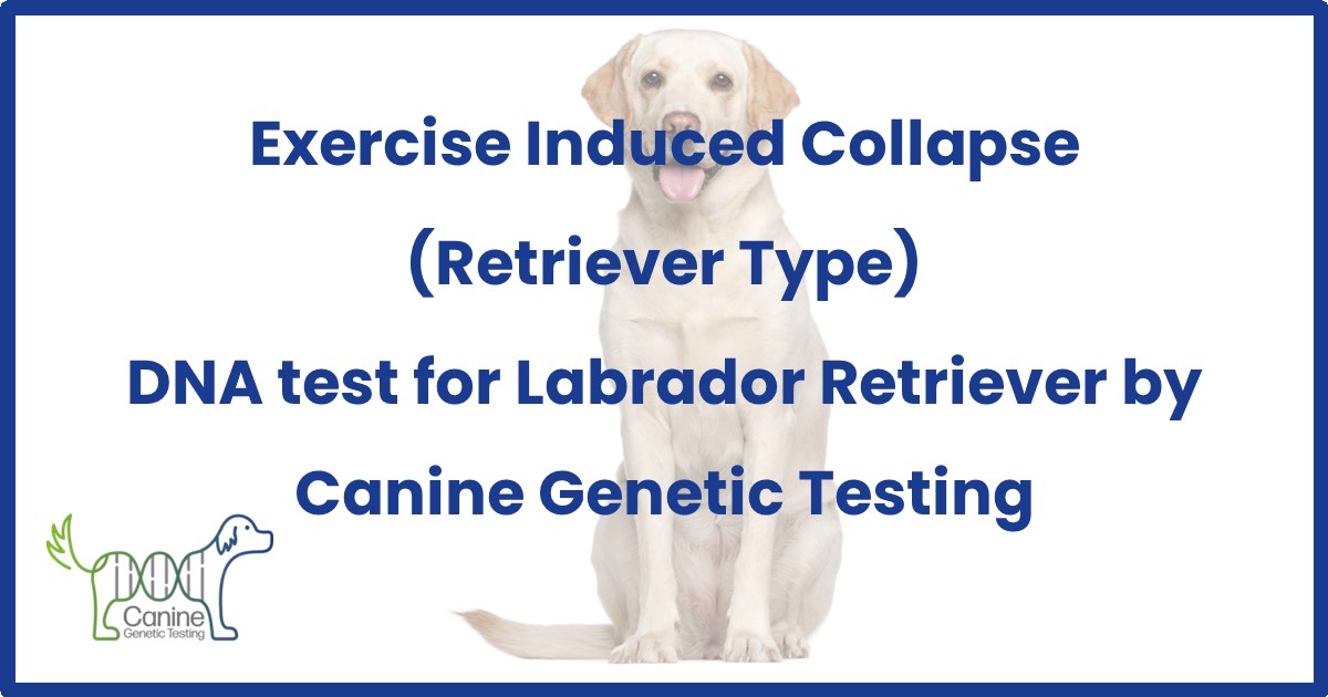 Exercise Induced Collapse (Retriever Type) Canine Testing