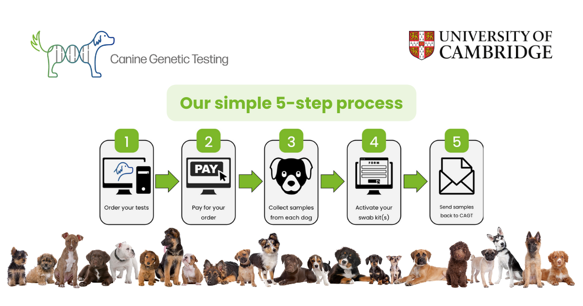 Our Process | Canine Genetic Testing